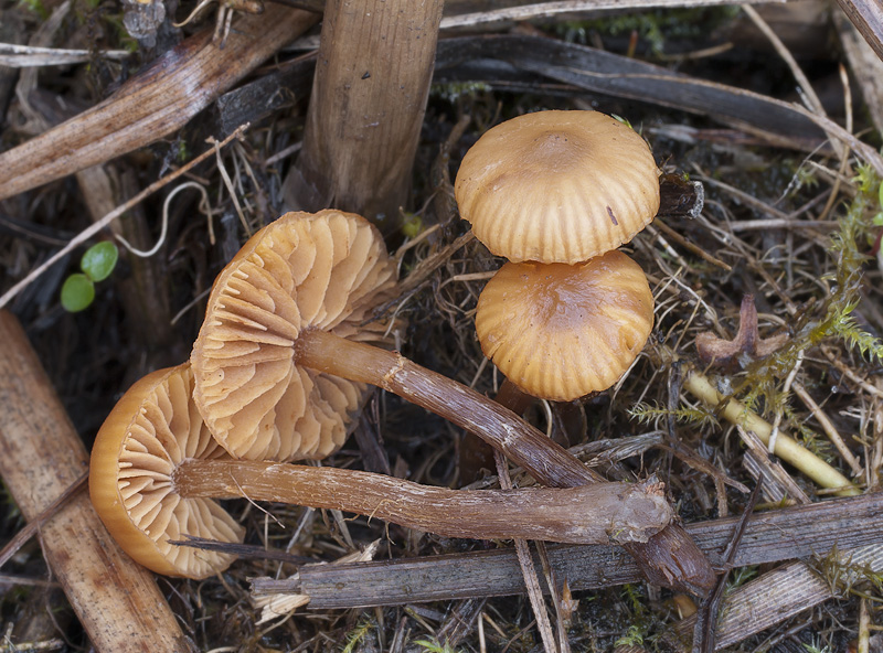 Galerina salicicola